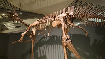 ティラノサウルス展 のチケット予約方法 割引情報を徹底解説 見どころやグッズ情報なども要チェック Plan