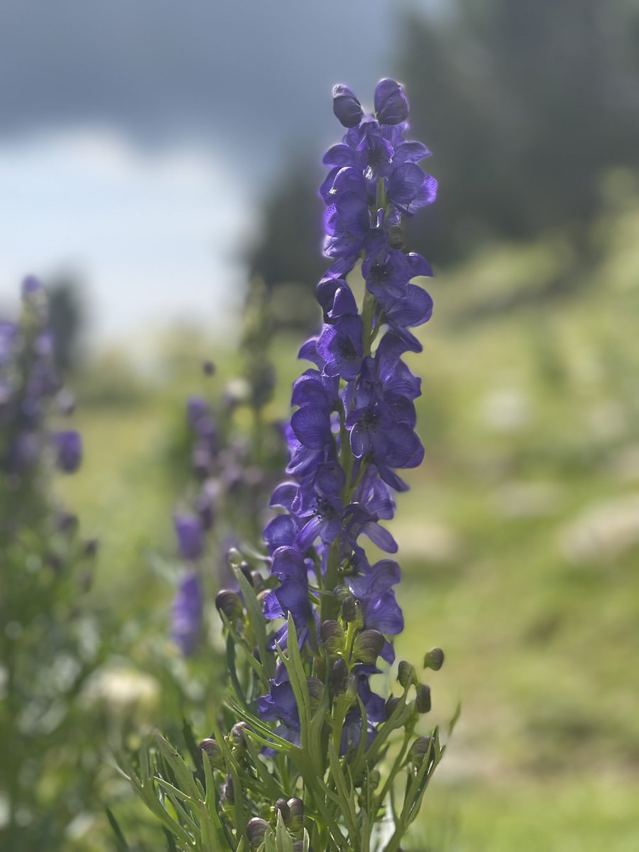 NuriaPicas's tweet photo. La tora blava, la flor més tòxica d'Europa, es troba al Pirineu. Quan floreix és bonica però si es menja és mortal. ⚠️ A l'alta muntanya hi ha moltíssimes plantes que o són tòxiques o són protegides, val més no tocar-ne cap. Gaudim-ne, fem-ne fotos, però no les toquem! https://t.co/iHgsw5XiZb