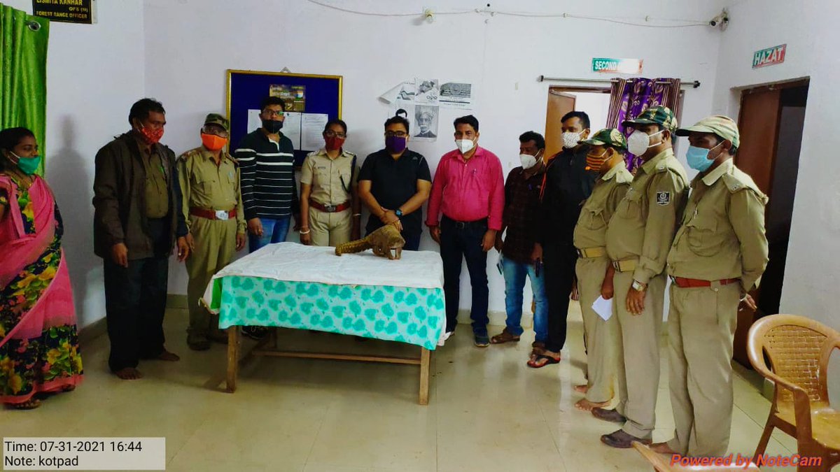 One live Male Pangolin was recovered from the illegal wildlife traders by ACF, Jeypore and staff of Kotpad Range. A case has been registered in Kotpad Range and the  Pangolin weighing 4.6 KG has been kept in the custody of RO Kotpad. <a href="/pccfodisha/">PCCF & HoFF Odisha</a> <a href="/PCCFWL_Odisha/">PCCF WL & CWLW, Odisha</a> <a href="/ForestDeptt/">Odisha Forest, Env. and Climate Change Department</a>
