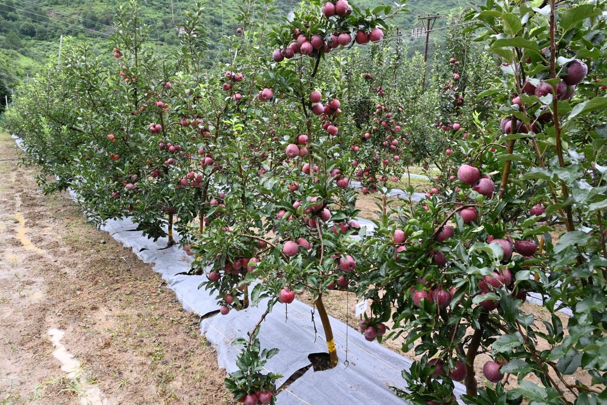 Apple growers in #HimachalPradesh, one of India's major apple-producing regions, are upbeat that increased rainfall activity would result in sufficient moisture to help the fruit to gain optimum size. This would also raise overall apple production after a lean season. https://t.co/qKrQMOaxjW