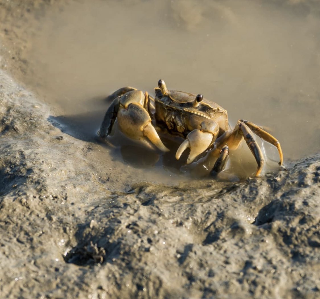 🦀 Saturday, July 31st, 2021 🦀

📸: Eric Hamilton