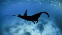 #Beautiful Rare #Goth #MantaRay Spotted On #GreatBarrierReef
Around 7.5 %of #manta #rays around #LadyElliotIsland are melanistic,at #southern end of the Great Barrier #Reef,is a hub of #biodiversity.Its clear #waters home to #mangroves & #seagrass beds as well as #turtles
#Nature