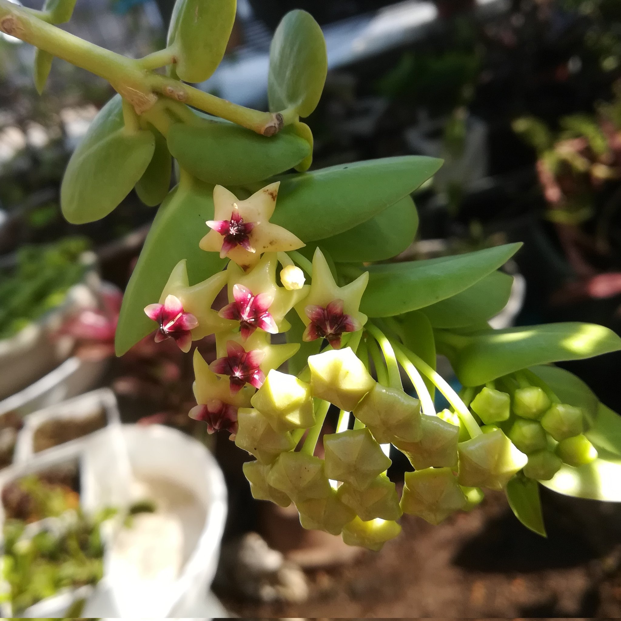 ホヤの花 Twitter Search Twitter