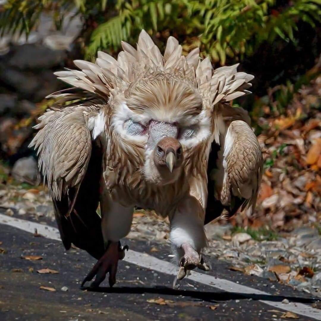 A Himalayan Griffon Vulture, the second largest of the Old World Vultures, showing off its fake eyes.
Photo: Husein Latif Photography