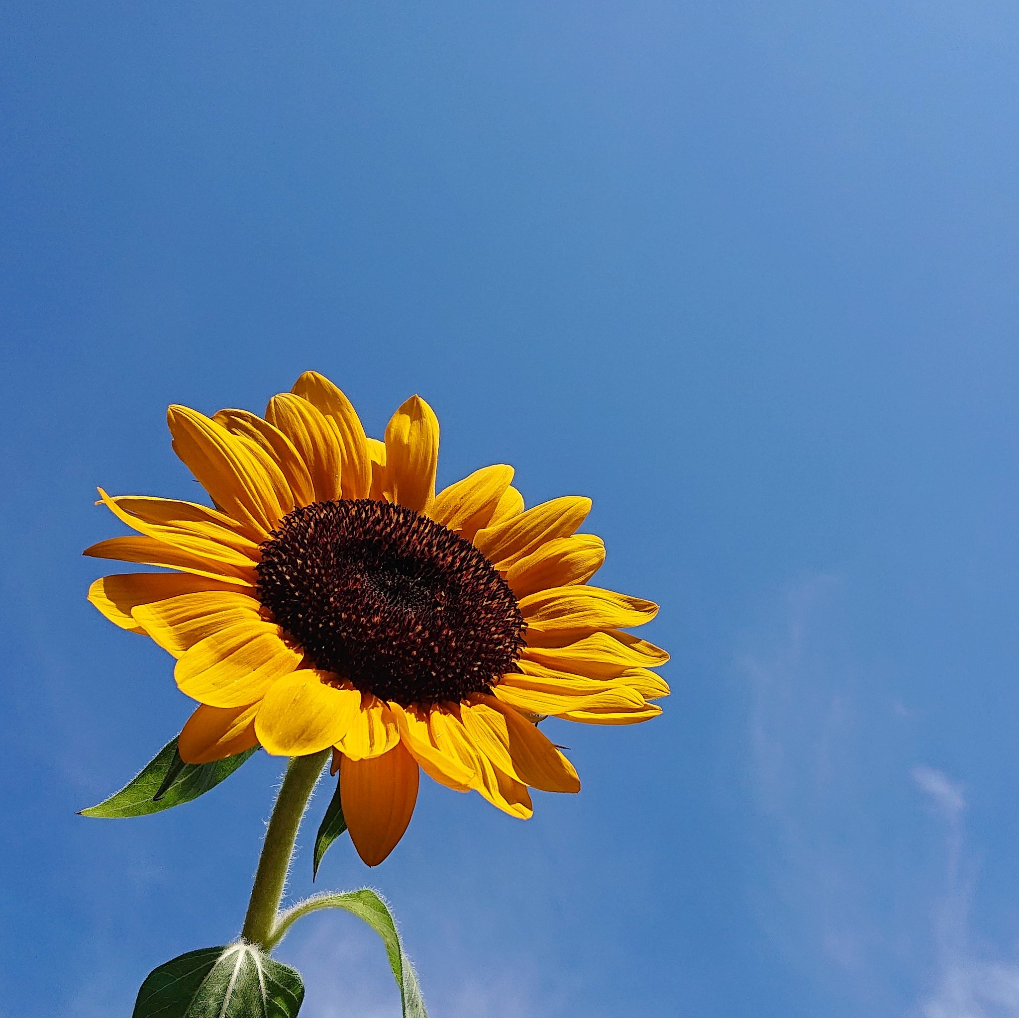 تويتر Mooncatvoice على تويتر 夏 8月 夏空 夏 青空 空 向日葵 ひまわりhttps T Co Zulygdp084