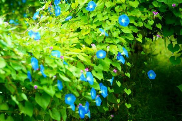 花 ヘブンリーブルー 今日の誕生花 朝顔 花言葉 愛情の絆 8時 ナエ 花 ヘブンリーブルー 今日の誕生花 朝顔 花言葉 愛情の絆 8時 ナエ