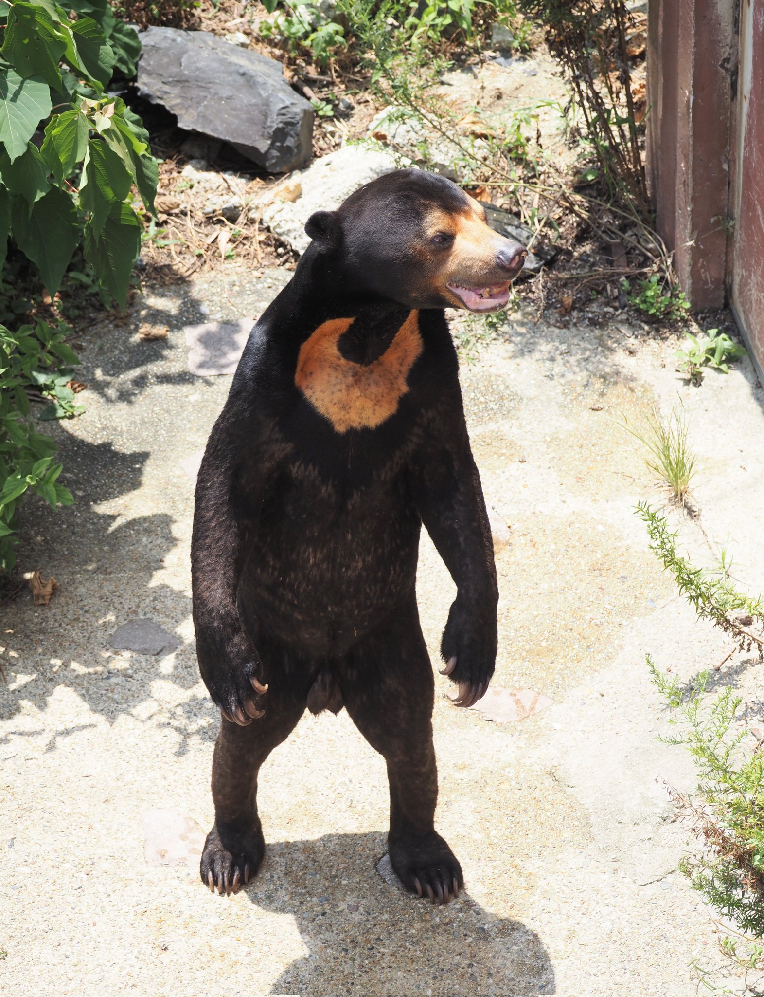 やまこじ マレーグマか立つと何でこんなに面白いのだろう 東山動物園 マレーグマ マーチン T Co Tg1qz1jde0 Twitter