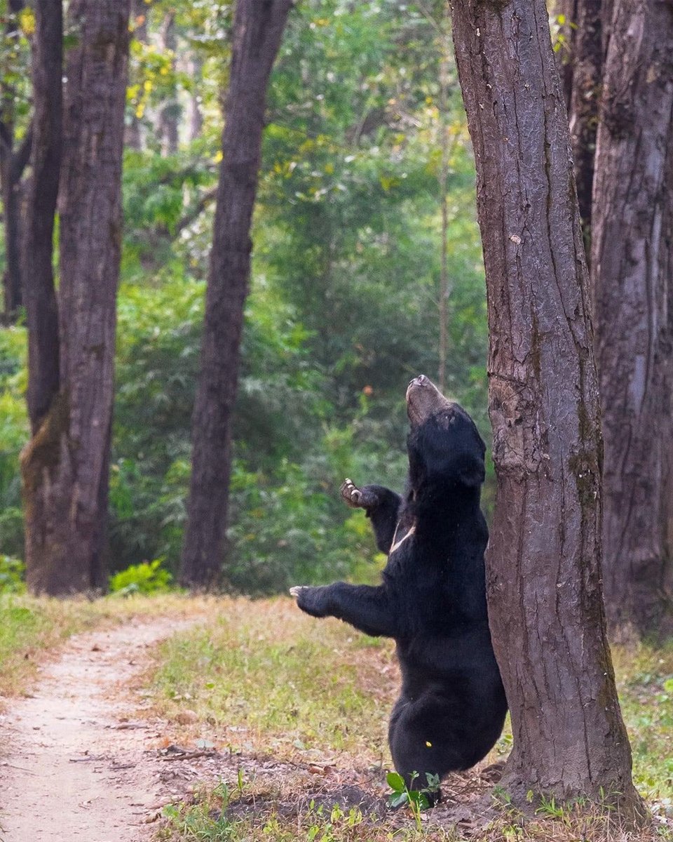 The bare necessities 🐻⁣
⁣
The sloth bear (Melursus ursinus) is named after its slow-moving habits. Also know as the "honey bear", they feed on bees and termites nests as well as fruit and honey.⁣
⁣
#EarthCapture by Lisha Patel