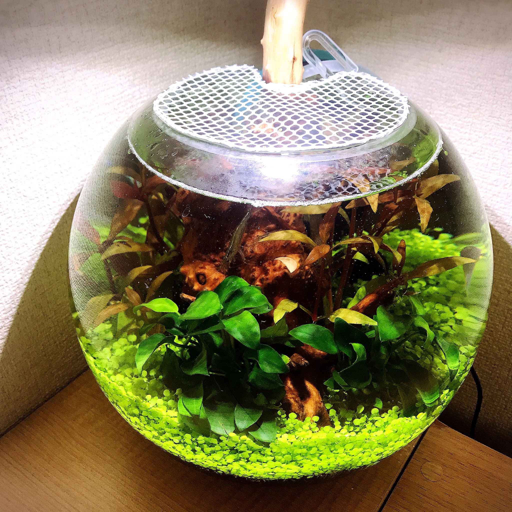 緒多 まり ボトルアクアリウム 21日目 昨日だった 青めだか たちが合流 男の子と 女の子 賑やかになりました 上に乗せる網も新調 アルミの針金に枕干す網 どちらも百均 今日の水槽 今日の水草 ボトルアクア ベビーハイグロシード Gex