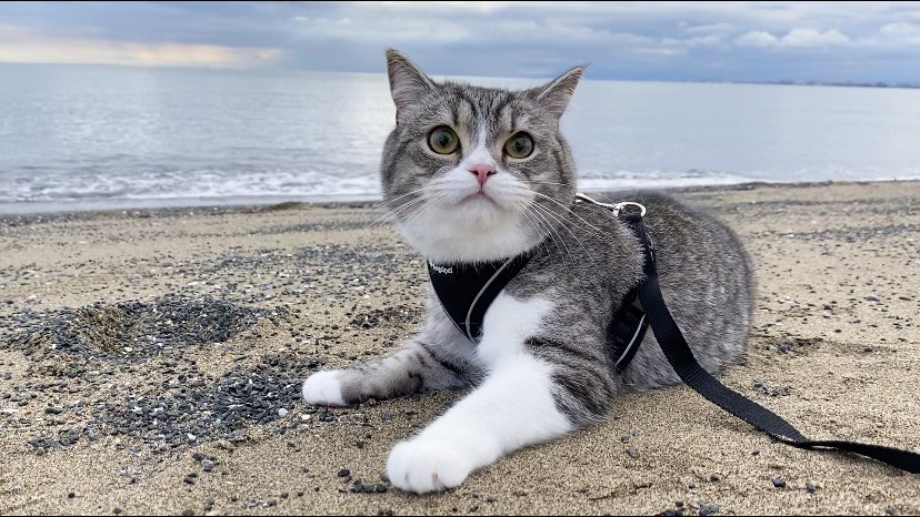 もちまる はじめて海でお散歩です もちまる はじめて海でお散歩です