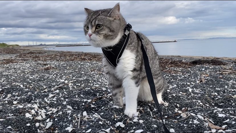 もちまる はじめて海でお散歩です