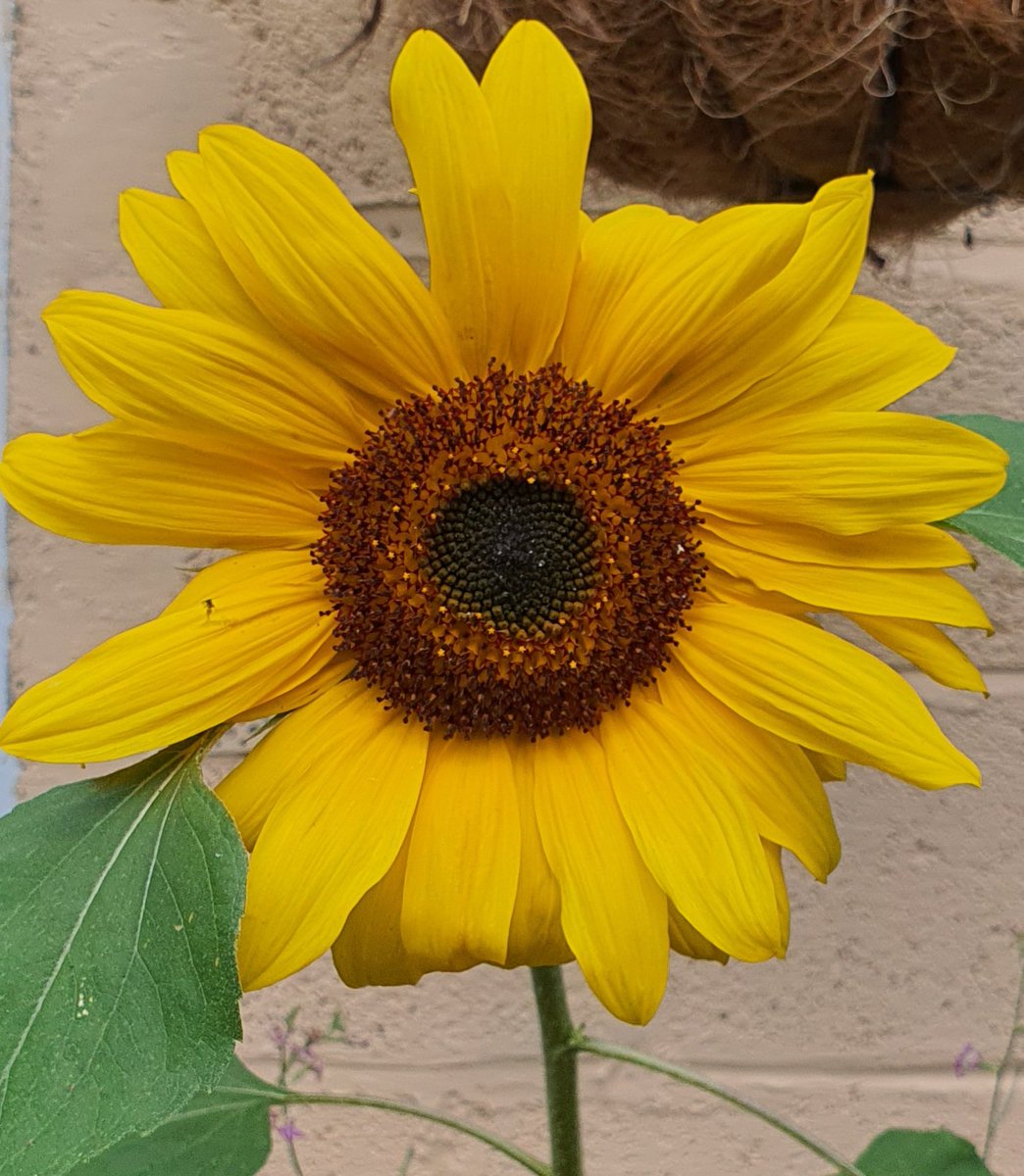 Sunflower. #IrishGardening #Dublin #summervibes #Flower #Yellow #Flowers #Dublin #sunflower #sun #pollinatorfriendly