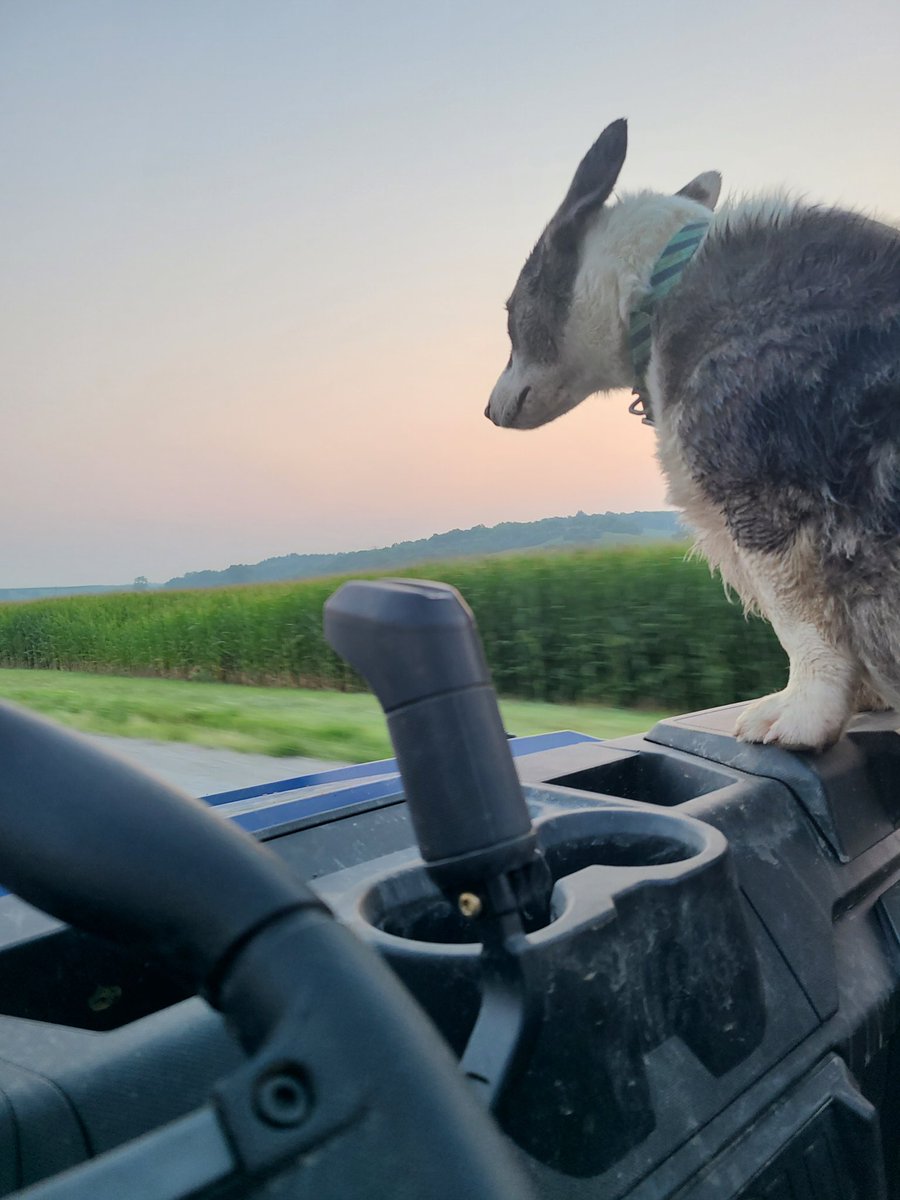 jjsherer's tweet image. Oscar says get up and get at it!