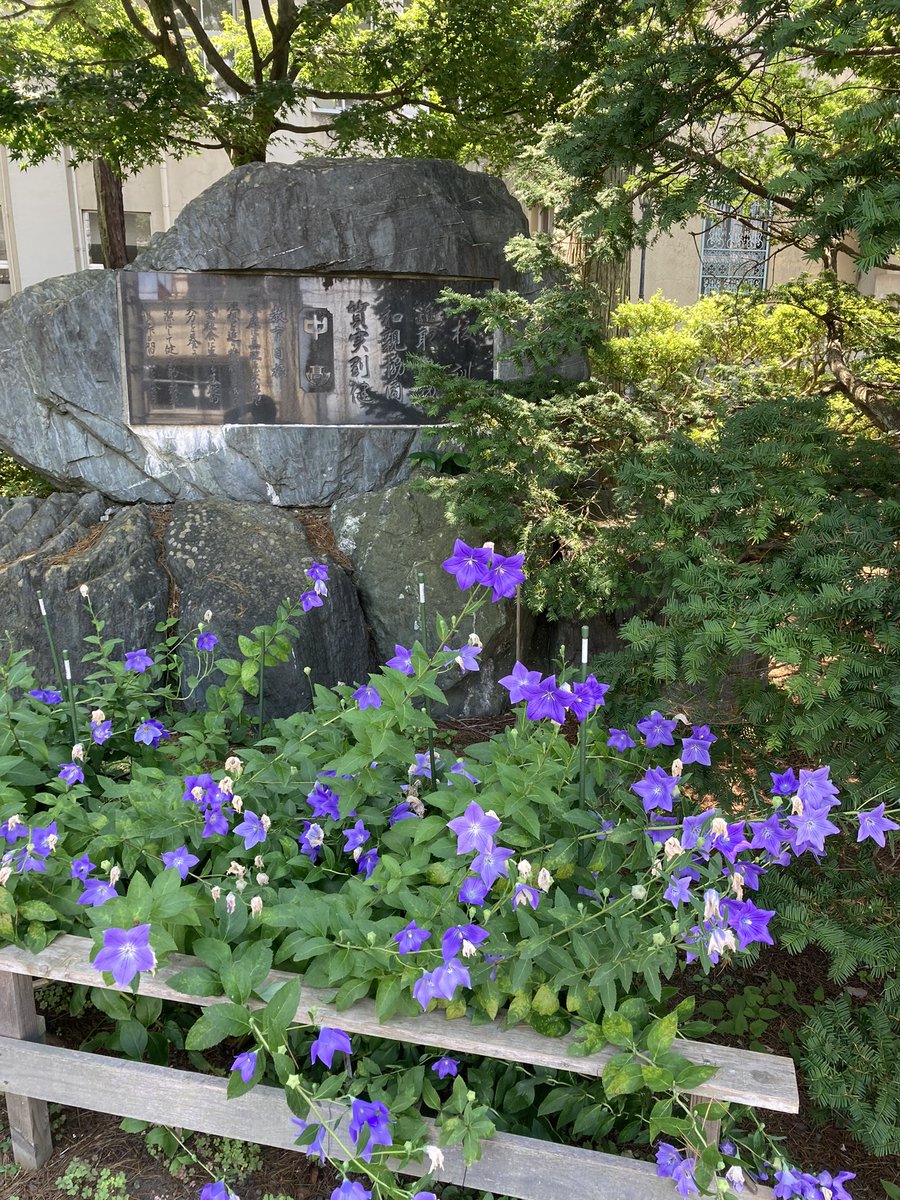hokumonoyo's tweet photo. 【🎵基固めて桔梗の‥】
正門南側、校訓碑前の桔梗の花が只今見頃を迎えています❣️ https://t.co/8yN6xn4zH9