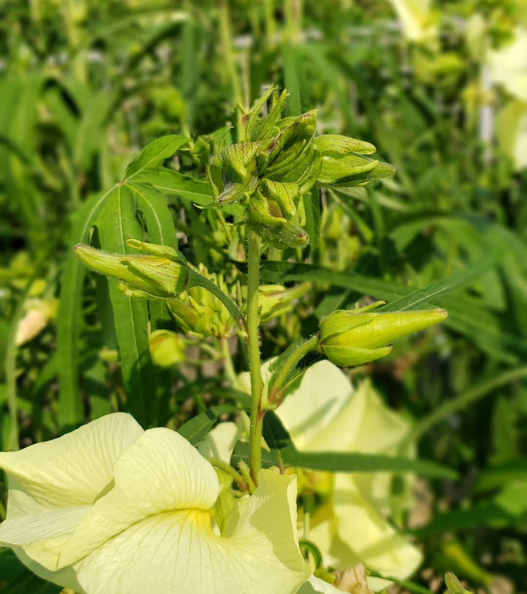 ポプリ Twitterissa 花オクラ 完全放置栽培なので 脇芽からも次々と蕾を付けて 食べるのが追い付きません お陰で毎日大量消費で免疫力up 家庭菜園 無農薬 無農薬栽培 完全放置栽培 家庭菜園好きな人と繋がりたい 花オクラ 花おくら 黄蜀葵