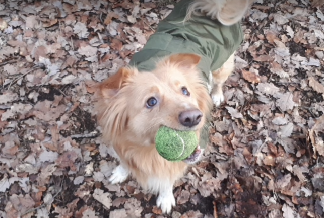 RedmondBrowne's tweet photo. Murphy loves his dog walkers as much as he loves tennis balls! https://t.co/jsNpFWH2BS