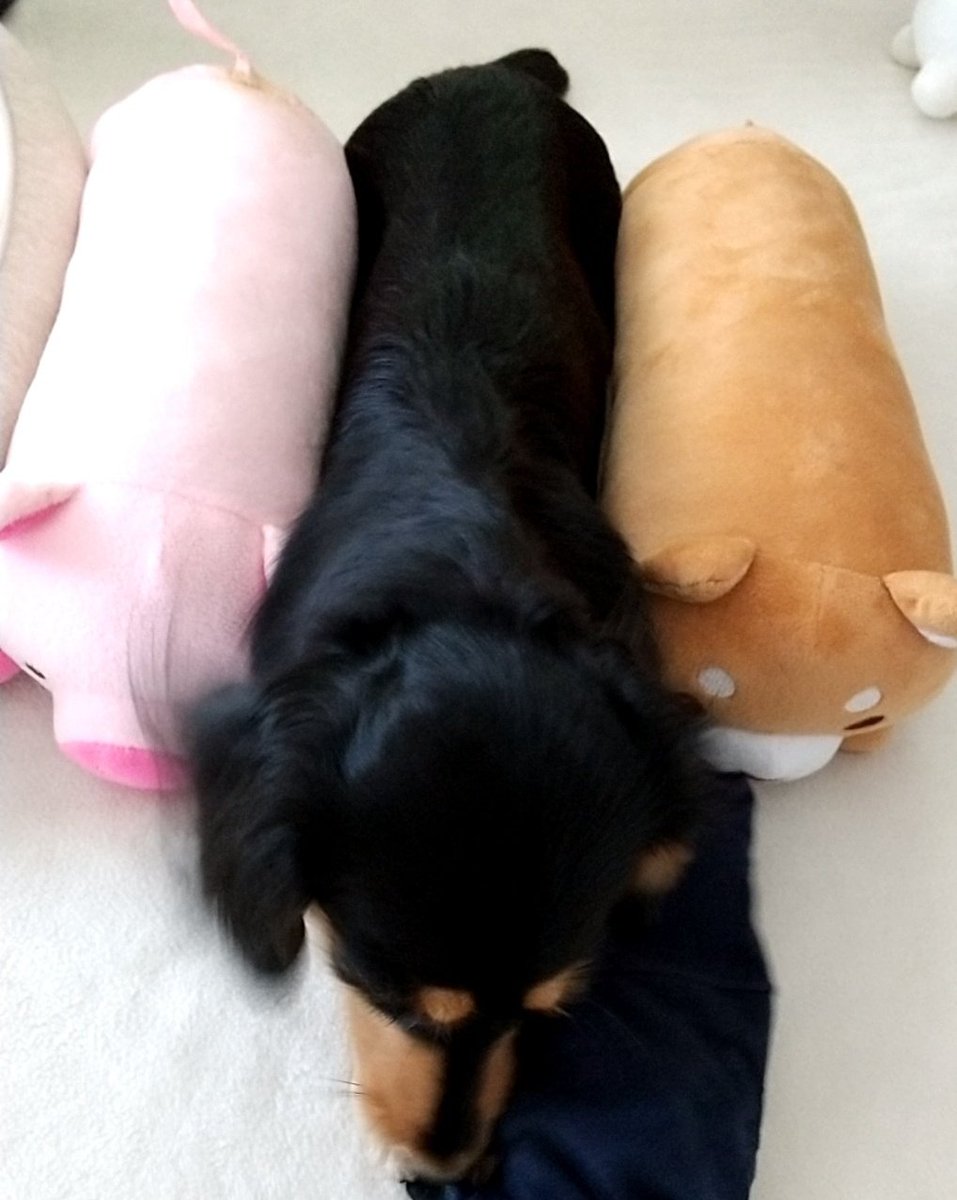 のぶ 相棒 最新情報まとめ みんなの評判 評価が見れる ナウティスモーション