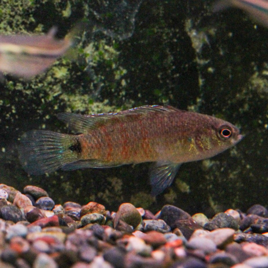 アクアテイク E アクアテイクイー 熱帯魚専門店 こちらは販売水槽のバジス バジスです カメレオンフィッシュの別名でも知られ 環境に合わせて体色を変化させます 生き餌を好み 痩せやすい傾向があるので 人工餌を食べないときは活イトメや冷凍 アクアテイク E アクアテイクイー 熱帯魚専門店 こちらは販売水槽のバジス バジスです カメレオンフィッシュの別名でも知られ 環境に合わせて体色を変化させます 生き餌を好み 痩せやすい傾向があるので 人工餌を食べないときは活イトメや冷凍