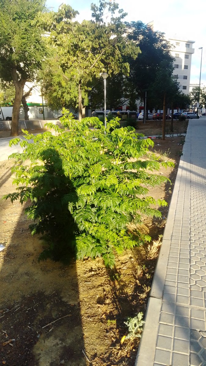 SOSterritorios's tweet photo. 🔴#Dragados y @osunagruponoga acabaron con todos los #Árboles que les "molestaban" en las obras del edificio #Forestier. Cinismo o ironía⁉️

Los Árboles que plantó @Ayto_Sevilla se secan por falta de riego y los #Talados vuelven a brotar y crecer.

Tristes paradojas de #Sevilla‼️ https://t.co/2blhe2rXxg