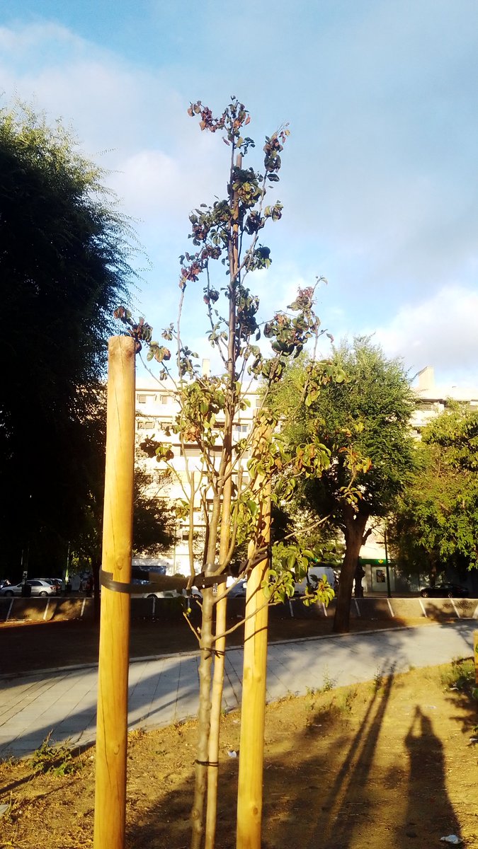 SOSterritorios's tweet photo. 🔴#Dragados y @osunagruponoga acabaron con todos los #Árboles que les "molestaban" en las obras del edificio #Forestier. Cinismo o ironía⁉️

Los Árboles que plantó @Ayto_Sevilla se secan por falta de riego y los #Talados vuelven a brotar y crecer.

Tristes paradojas de #Sevilla‼️ https://t.co/2blhe2rXxg