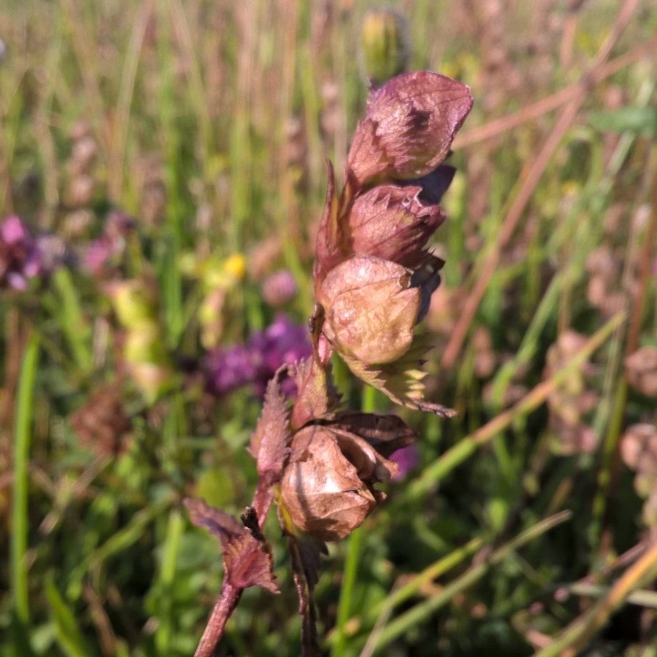 Yellow-rattle, before and after.

#yellowrattle #365dayswild #meadows #wildflowerhour #summer