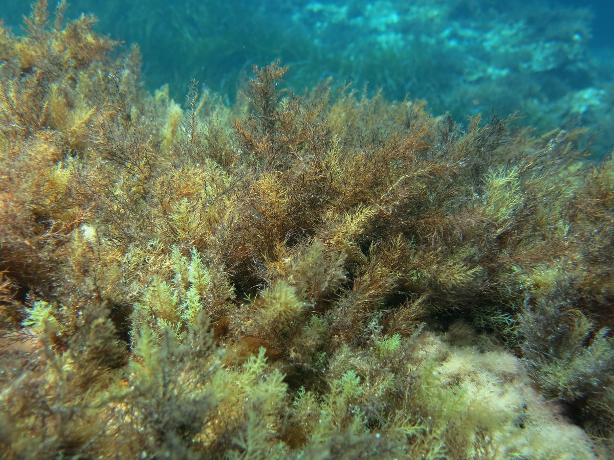 Great days assessing #production and #carbon uptake of #Cystoseira assemblage on Capraia island (Tuscan Archipelago) for #FutureMARES project <a href="/Unipisa/">Università di Pisa</a>. Many thanks to <a href="/S88Marty/">Martina Mulas</a> for amazing support.