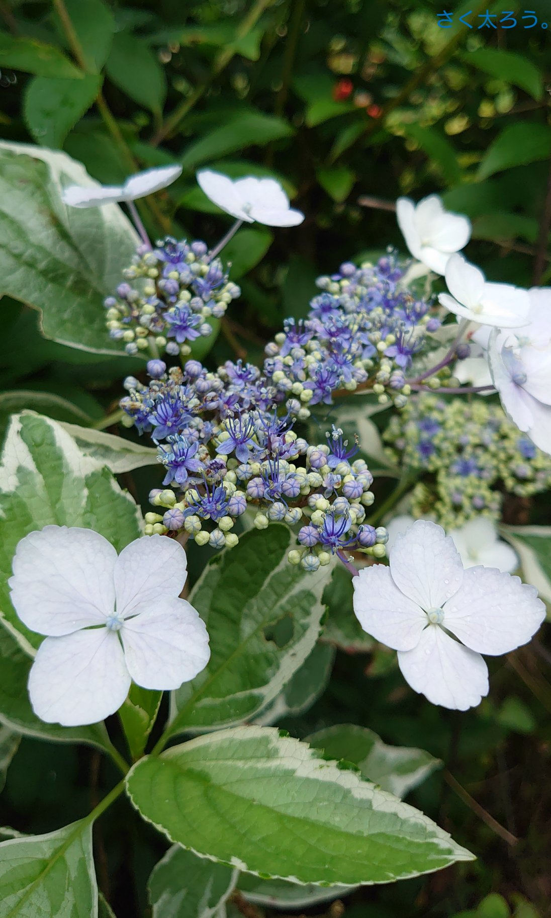 さく太ろう 男装 庭の 斑入り ガクアジサイ 恋路が浜 です 庭さく花 Mygarden ガーデニング Gardening 花写真 Flowers 花のある暮らし あじさい 紫陽花 アジサイ Hydrangea 庭の花 花写 花写っと Flowerphotography