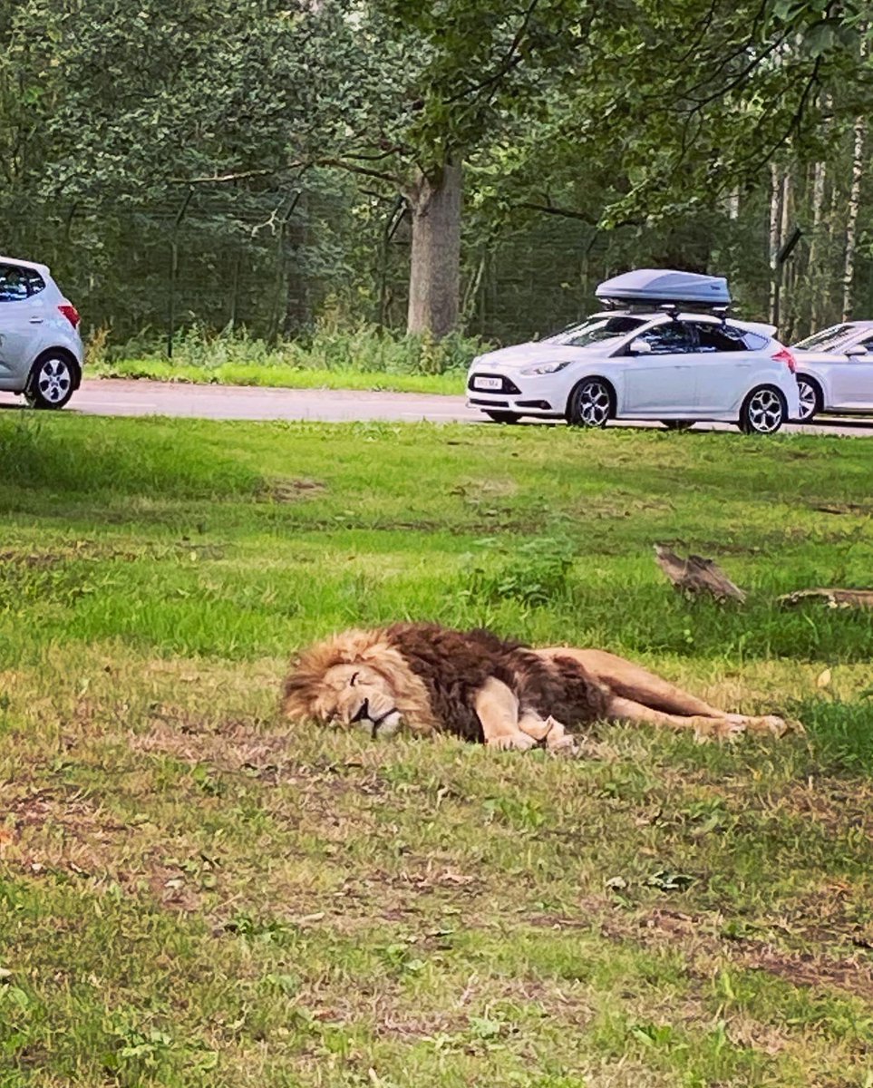 carlyannroseMCA's tweet photo. I was incredibly lucky yesterday and enjoyed a VIP safari tour with two of my favourite friends!
Can you estimate how many different animals I saw? πΈ
@Longleat @Mayflower_MCA @Nursery_MCA #MCAMaths
#longleatsafaripark #longleatvipexperience #safari https://t.co/vArKqjgjAI