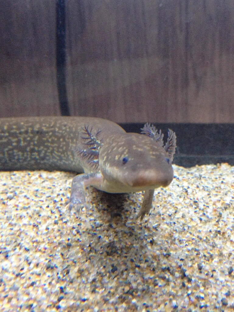 @Axolotl2013 サイレンかわいいよ 