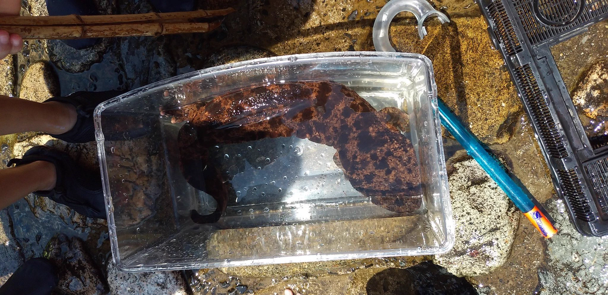 @Axolotl2013 【日本代表もお願いします】
川で水遊び中、地元の子が捕まえたのを見せてもらいました。
本当に自然界に住んでるんですね。
デカかったです。
色味的にはアンダーソンサラマンダー寄り？ 