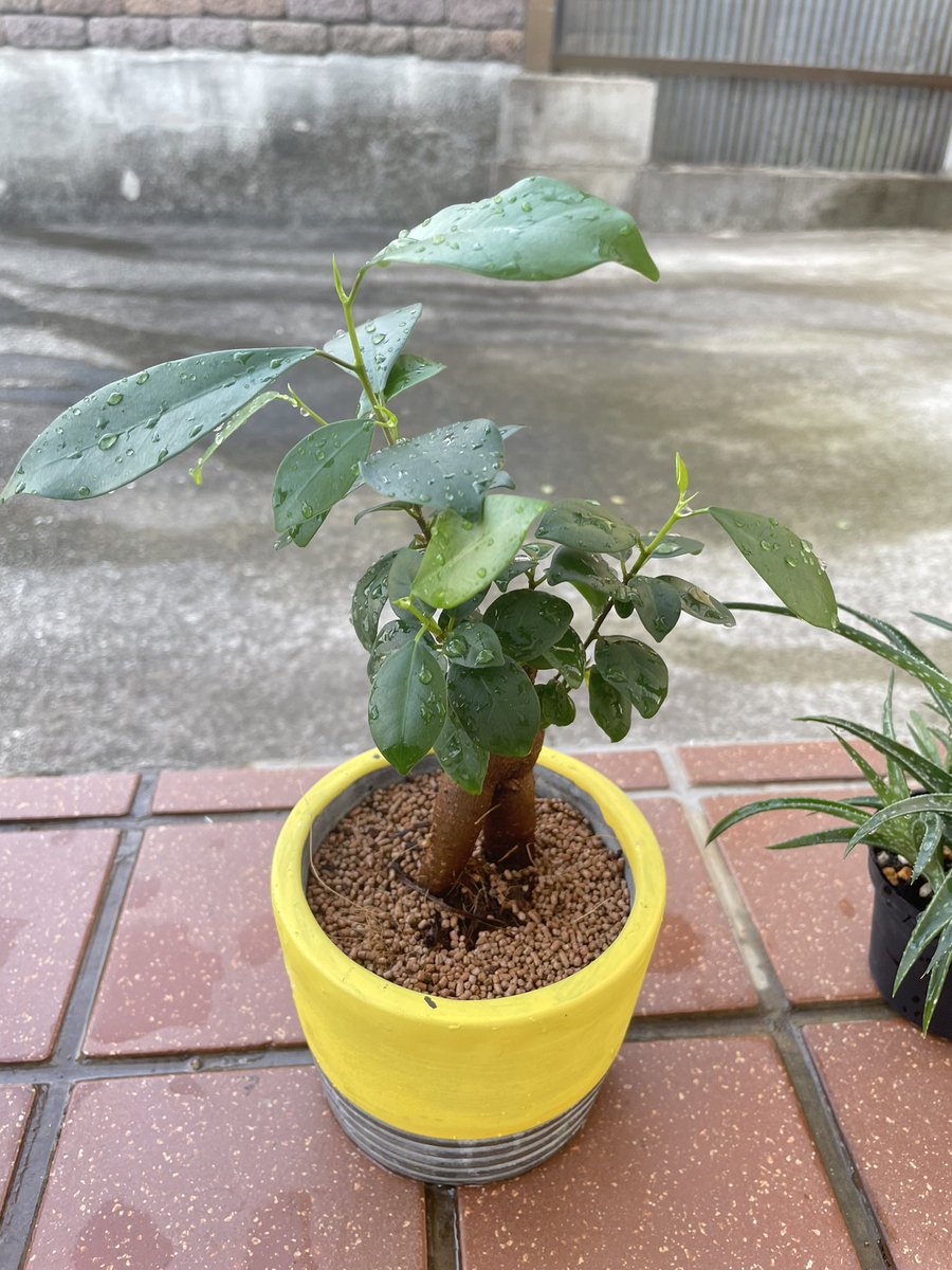 ガジュマル 成長
