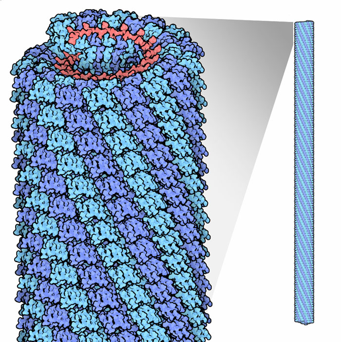 Virusemergentes's tweet photo. ¿Sabías que…
…▶️el primer virus descubierto por la ciencia puede ayudar a combatir al recién llegado #SARSCOV2?
…▶️las plantas pueden hacer más accesible el diagnóstico de #COVID19?
Si te intriga qué tienen que ver estas dos cuestiones, sigue leyendo. Va #hilo 🧵(1/18) https://t.co/SiUFI1b4bV