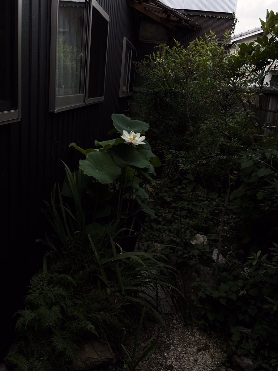 奇跡のルシャナ蓮❗️四日目夕方になってオシベはみんなヘタっても、暗くなりかけた壺庭でヒトヒラも欠けるコトなくと立っている今までで最強のルシャナ蓮だ。奈良の地に里帰りしたからかなぁ〜
