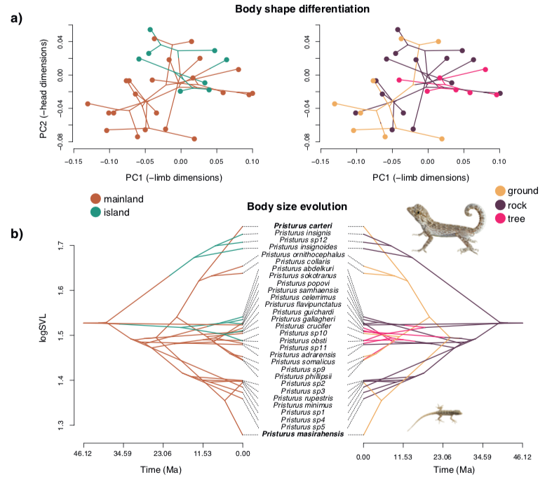 zikkeh's tweet photo. Glad to share our new preprint studying the role of island colonization and ecological specialization in a group of Afro-Arabian geckos. Check it out! 🦎🌍🏜️
https://t.co/WNtkbmifDQ https://t.co/8AbxEpe74l