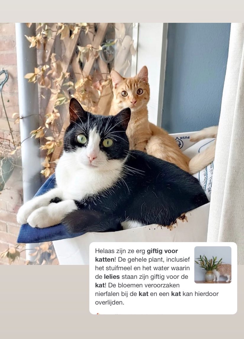 zjosdekker's tweet photo. Waarschuwing voor iedereen, Lelies zijn héél giftig. Maas en Rijn liggen in het dierenziekenhuis. https://t.co/jXoY8zABR1