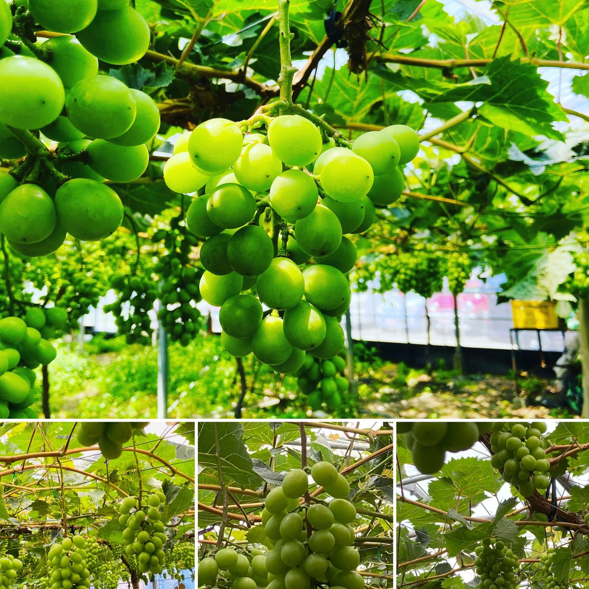 otp_HTF's tweet photo. こんばんは🌇🍇
8月下旬からいよいよブドウ狩りが始まります（＾∇＾）
1時間に5組様限定の予約制となっており、なんとソーシャルディスタンスは安心の20m以上😂
#シャインマスカット
#ピオーネ
#平井観光農園
#夏休み　#思い出作り　#ブドウ狩り

https://t.co/duSlRAIPhn https://t.co/tOM911cJcQ