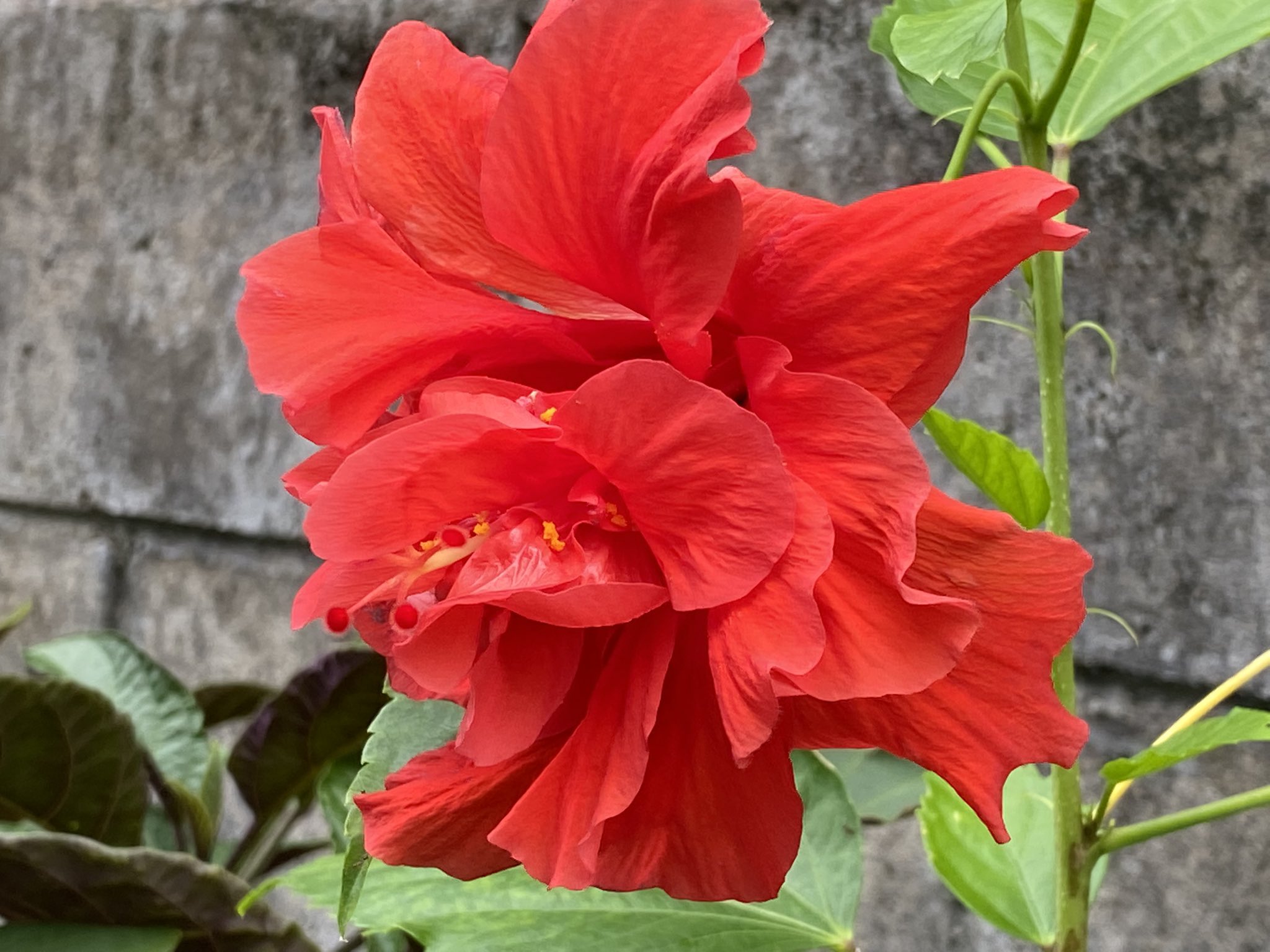 魔法使いサリー ハイビスカスの日 らしいので 真っ赤なハイビスカス 花言葉 勇敢 今日も１日お疲れ様でした ありがとう ガンバレ O T Co 9cvvnzmdkh Twitter