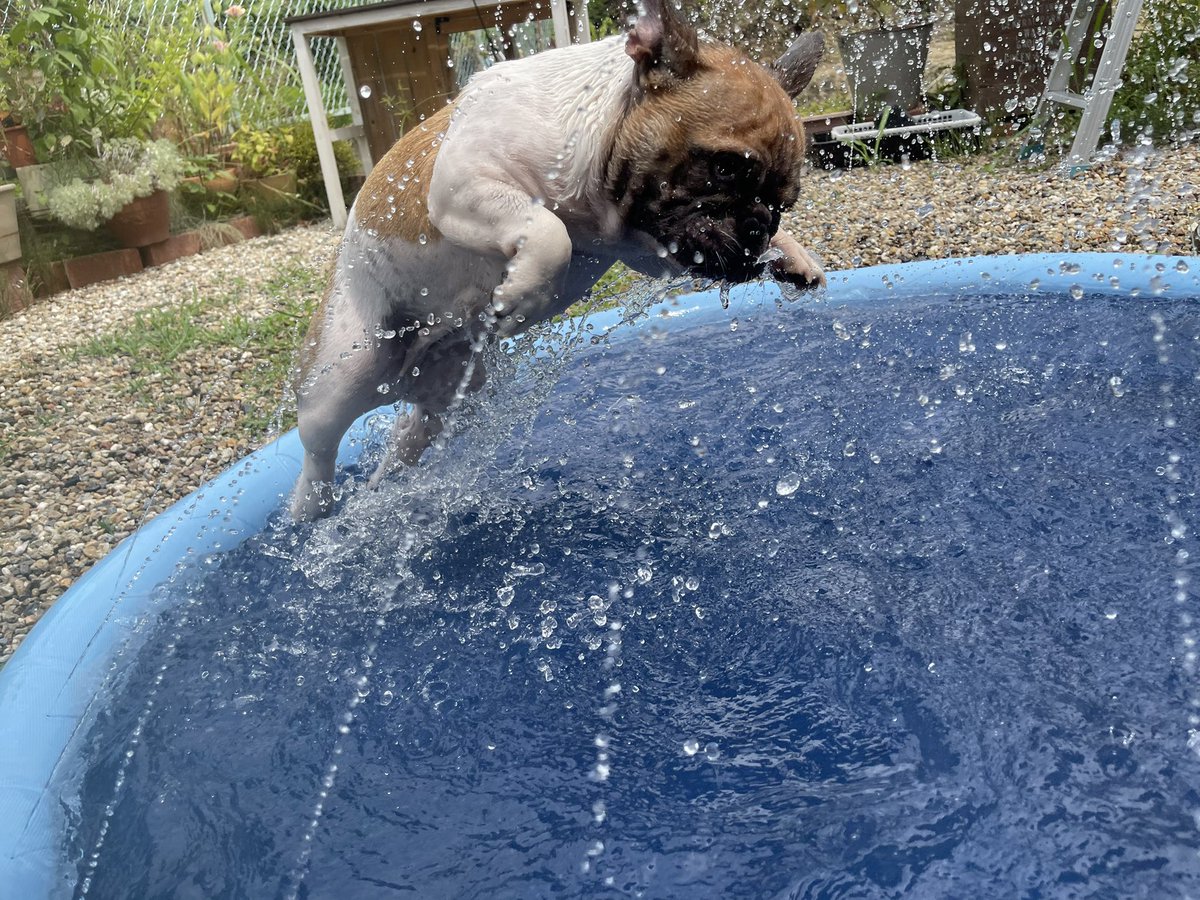 fb_mugi's tweet photo. 気持ちいい〜😆😆😆

#フレンチブルドッグ #frenchbulldog ＃プール ＃犬好き https://t.co/Kv7GfGONnB