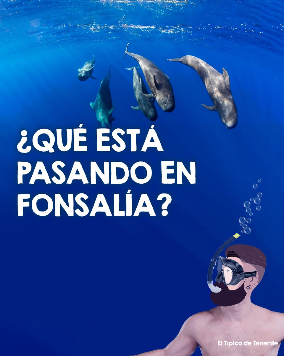 ElTípicoDeTenerife tweet media