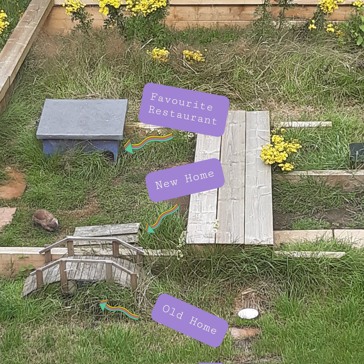 AcornHoggery's tweet photo. Guy has been busy building a new nest!  :)

(Remember, Guy is blind and lives in a purpose-built secure garden so out in the day IS okay in this instance). https://t.co/NjmmTjnkHe