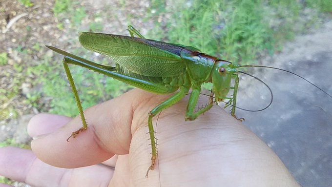 カマキリ並みに攻撃力高いやつ 