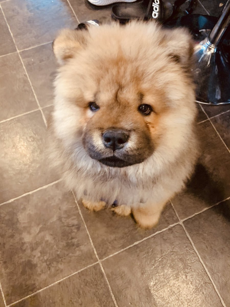ChowchowSimba's tweet photo. Anyone else love scrambly eggs & a bit of cheese for breakfast?
Whatβs your favourite breakfast?
Happy Sunday π₯°
#dogsoftwitter #chowchow #simbasadventures https://t.co/OcNwCoihlW