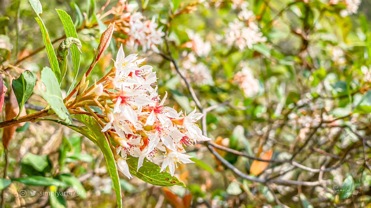 simplyart4794's tweet photo. Photography · Bloom
Place@HongKong
Follow @simplyart4794
#simplyart4794 #naturephotography #macrophotography #hongkong #TsingYi #nature #naturelovers #travel #travelphotography #wildlife #wildlifephotography #bloom #blossom #flower #flowerphotography #spring https://t.co/A7obOtk8Zd