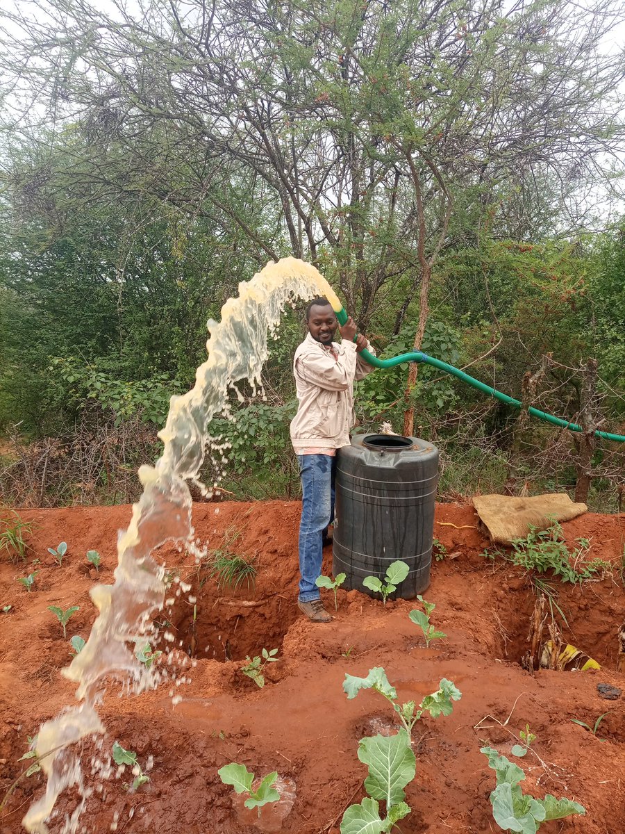 VitaminSunrise's tweet photo. I have a reliable source of water in the semi arid Machakos county. I also have a petrol water pump that I pump the water into 230 litre water tanks before irrigating my vegetables and fruits manually using water jerricans. A drip irrigation would do wonders!
#KOT #DripIsForever https://t.co/AnDPvURoom