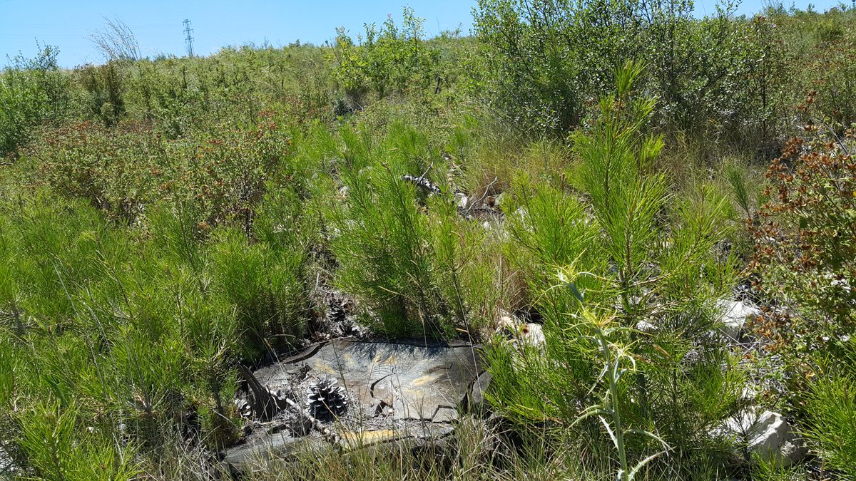 Yangın sonrasında doğal yoldan habitat yenilenmesine bir örnek. Burada yanmış bir #Kızılçam ormanının yangından 3 yıl sonraki halini görmektesiniz.