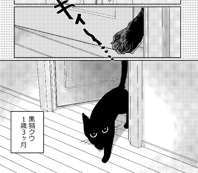 明日2日発売のJOUR9月号に「60手前でねこを飼う」第8話が掲載されます。
ドアを開けられるようになったねこと人間の攻防とその後の巻
#ねこ漫画 #JOUR 