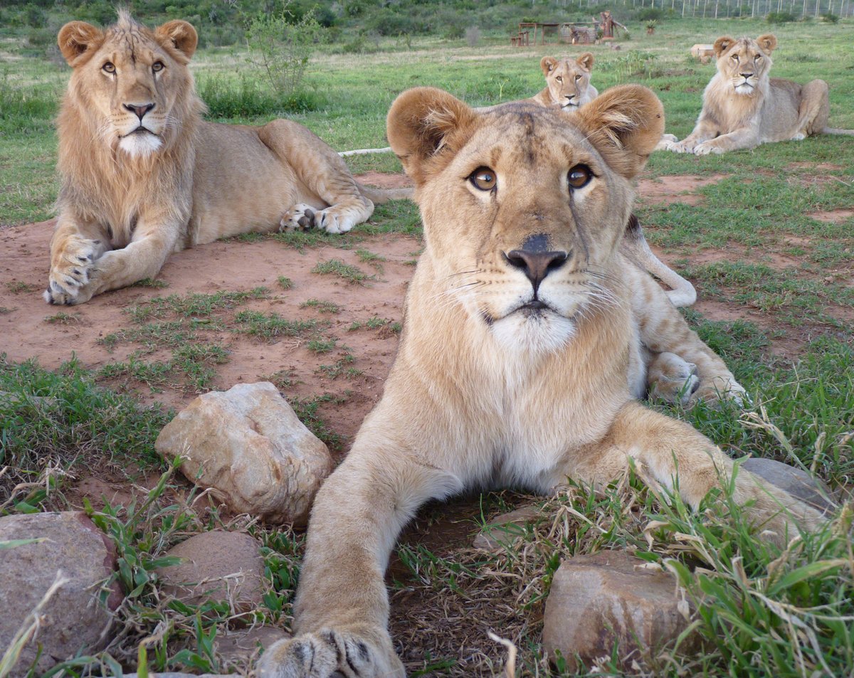 BornFreeFDN's tweet photo. Are you organised, dedicated, self-motivated &amp; reliable, with experience of being a focal point for multiple enquiries and able to prioritise tasks in a fast-moving environment? 

Take a look at our Supporter Care Officer vacancy ➡️ https://t.co/zFRYqf7kDI

Closing date 22 August https://t.co/RW1ttpKHpM