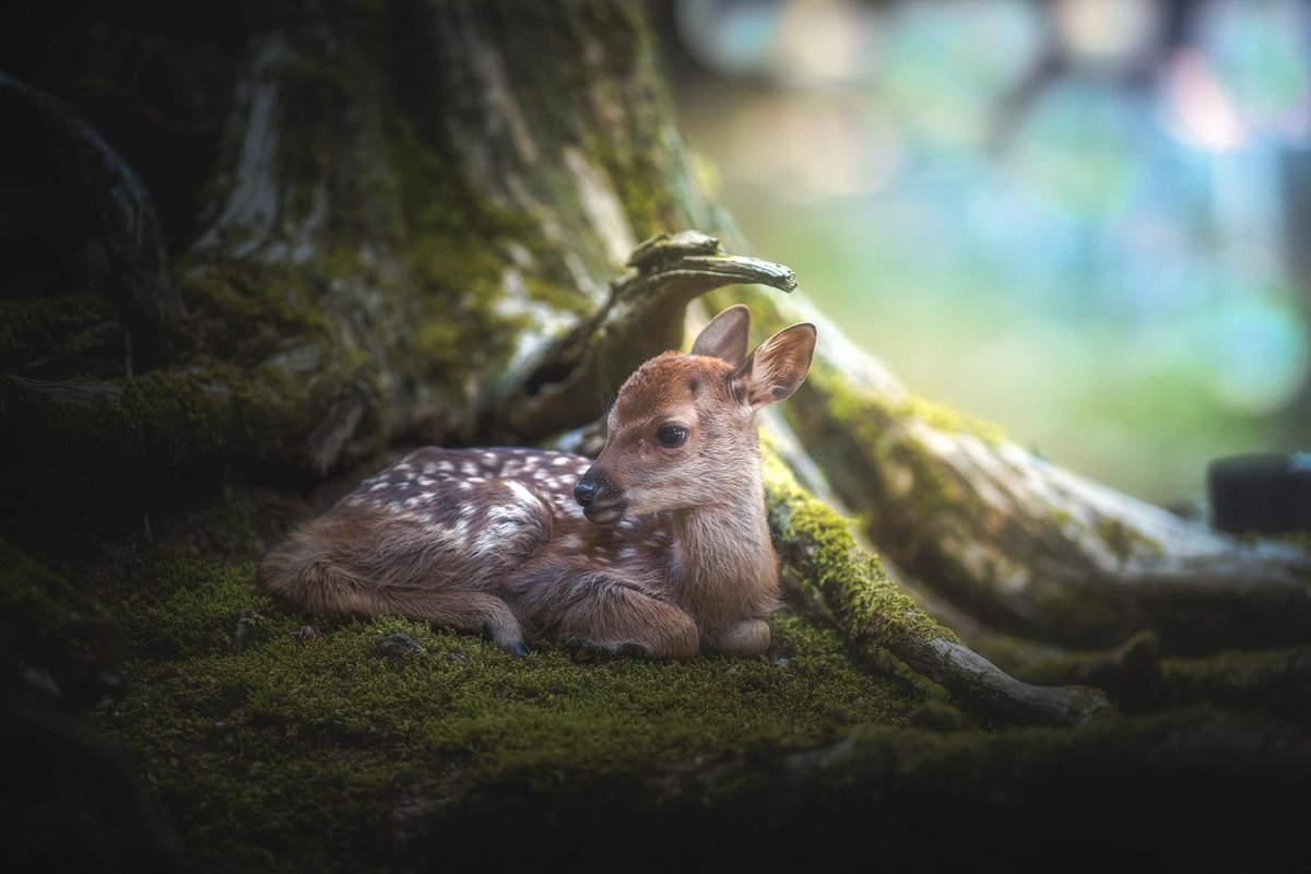 後ろのバブルボケがメルヘン

#deardeer
#東京カメラ部
#club200単
#SonyAlpha