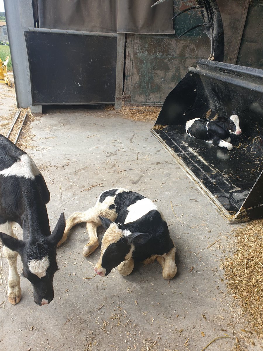 🚜 Olivier 🐄 tweet media