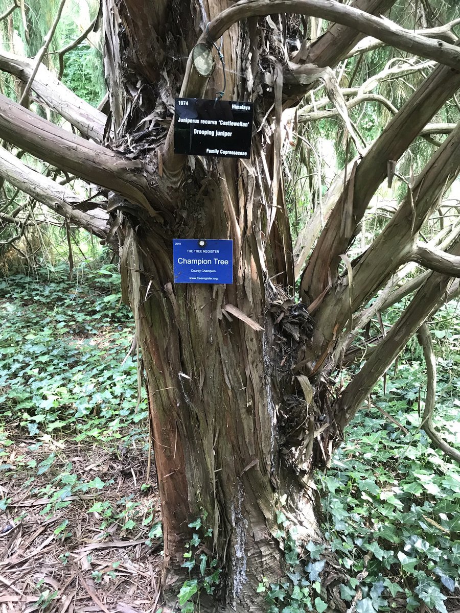 treeruss's tweet photo. Fabulous bark on this Drooping Juniper.
County #ChampionTree at #BealeArboretum.
#Juniperus #Juniperusrecurva #Castlewellan
#Cupressusaceae #TreeBark #WeepingConifers https://t.co/uqB5d7SbG8